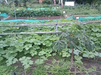 20100215Farm Visit41.jpg